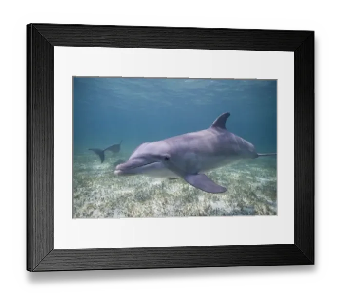 Framed Print : Bahamas, Grand Bahama Island, Freeport, Captive Bottlenose Dolphin (Tursiops truncatus)