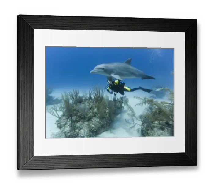 Framed Print : Bahamas, Grand Bahama Island, Freeport, Scuba diver swimming with captive Bottlenose Dolphin Framed Print : Bahamas, Grand Bahama Island, Freeport, Scuba diver swimming with captive Bottlenose Dolphin