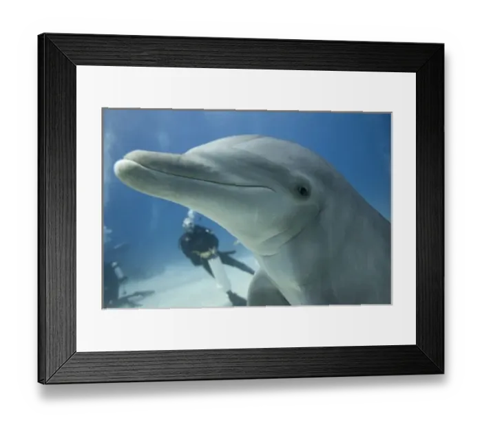 Framed Print : Bahamas, Grand Bahama Island, Freeport, Scuba diver swimming with captive Bottlenose Dolphin Framed Print : Bahamas, Grand Bahama Island, Freeport, Scuba diver swimming with captive Bottlenose Dolphin
