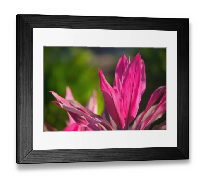 Framed Print : BAHAMAS, New Providence Island, Nassau: Paradise Island, Versailles Gardens, Vinca Framed Print : BAHAMAS, New Providence Island, Nassau: Paradise Island, Versailles Gardens, Vinca