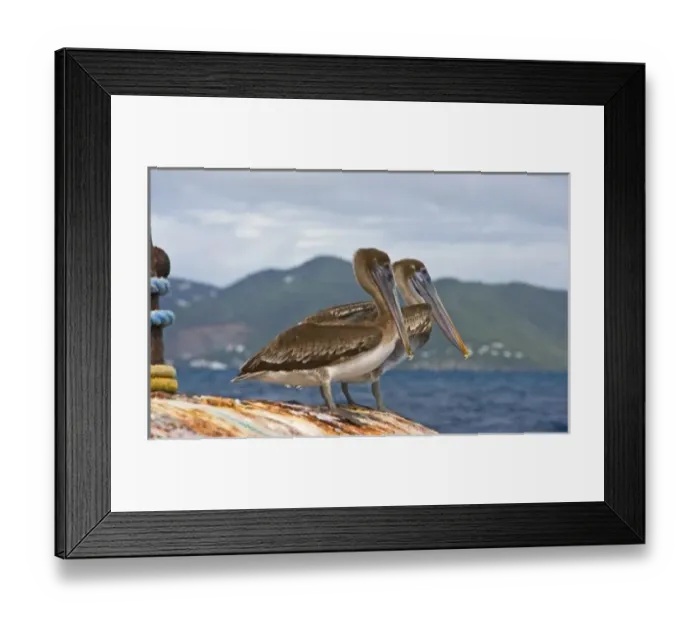 Framed Print : The Brown Pelican ( Pelecanus Occidentalis ) Framed Print : The Brown Pelican ( Pelecanus Occidentalis )