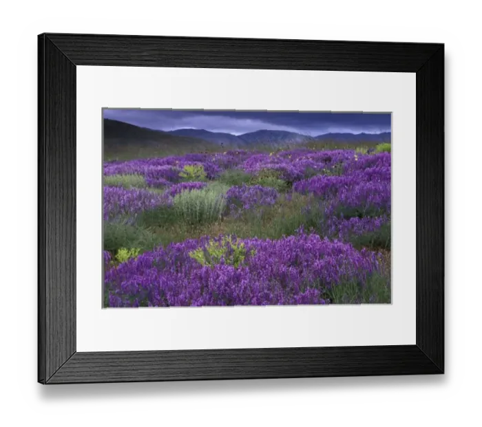 Framed Print : Europe, Turkey, Cappadocia. Rural landscape and wildflowers Framed Print : Europe, Turkey, Cappadocia. Rural landscape and wildflowers