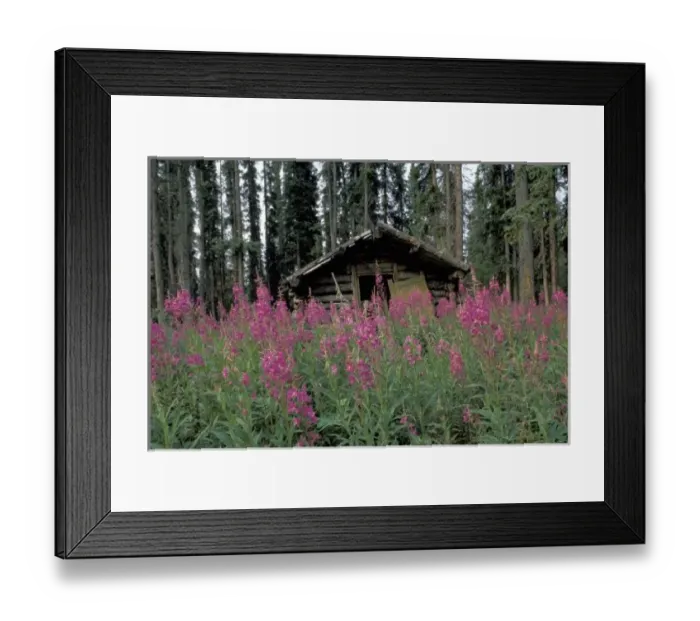 Framed Print : North America, Canada, Yukon. Abandoned trappers cabin amid fireweed near Ross River Framed Print : North America, Canada, Yukon. Abandoned trappers cabin amid fireweed near Ross River