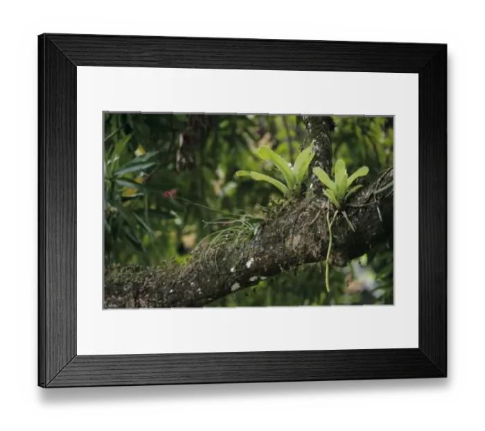 Framed Print : Pine Pink, Bletia purpurea, blooming on Mango Tree(Mangifera indica) with Bromeliads Framed Print : Pine Pink, Bletia purpurea, blooming on Mango Tree(Mangifera indica) with Bromeliads