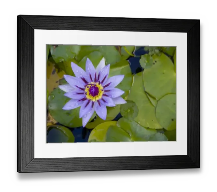 Framed Print : Martinique, French Antilles, West Indies, Blue water lily (Nymphae coerulea) flower Framed Print : Martinique, French Antilles, West Indies, Blue water lily (Nymphae coerulea) flower