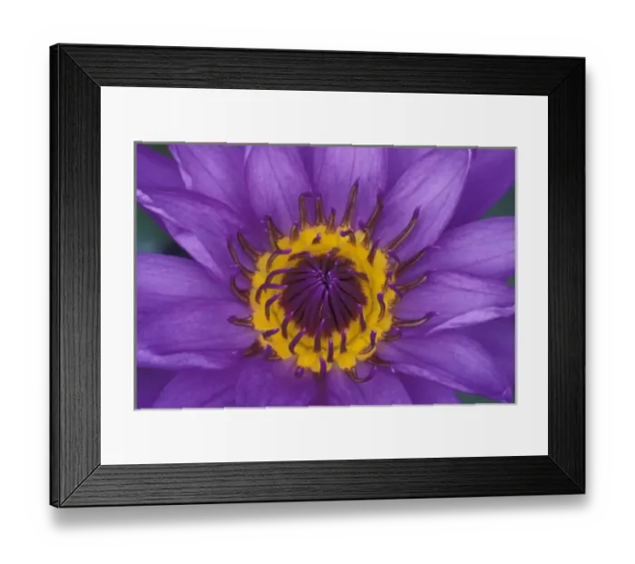 Framed Print : Thailand, Bangkok, Purple and yellow lotus flower