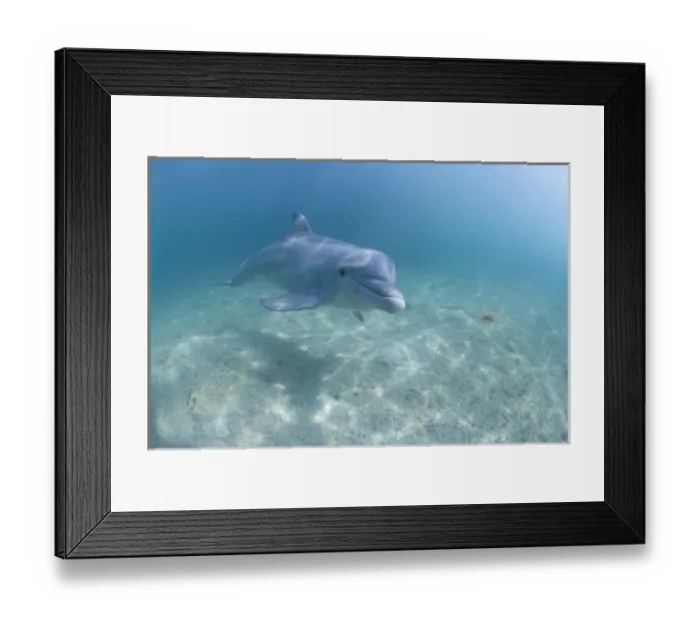 Framed Print : Bahamas, Grand Bahama Island, Freeport, Captive Bottlenose Dolphin (Tursiops truncatus)