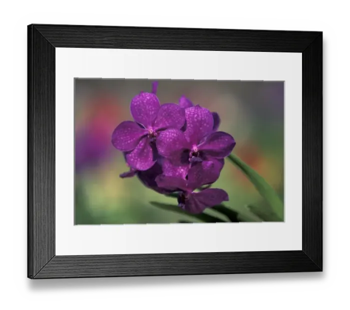 Framed Print : Thailand, Northern Thailand, near Chang Mai, Mae Sa Valley, Orchid