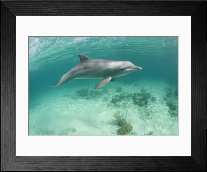 Framed Print : Bahamas, Grand Bahama Island, Freeport, Captive Bottlenose Dolphin (Tursiops truncatus) Framed Print : Bahamas, Grand Bahama Island, Freeport, Captive Bottlenose Dolphin (Tursiops truncatus)
