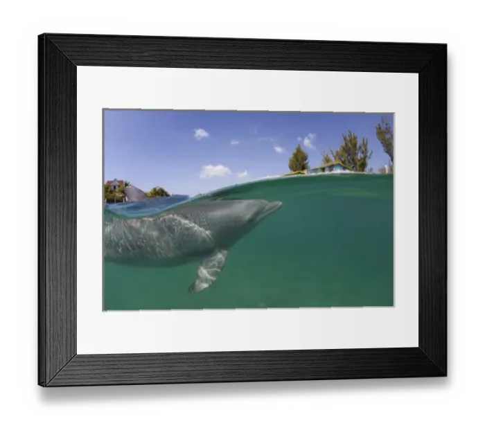 Framed Print : Bahamas, Grand Bahama Island, Freeport, Captive Bottlenose Dolphin (Tursiops truncatus) Framed Print : Bahamas, Grand Bahama Island, Freeport, Captive Bottlenose Dolphin (Tursiops truncatus)