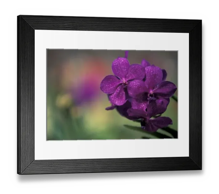 Framed Print : Thailand, Northern Thailand, near Chang Mai, Mae Sa Valley, Orchid Framed Print : Thailand, Northern Thailand, near Chang Mai, Mae Sa Valley, Orchid