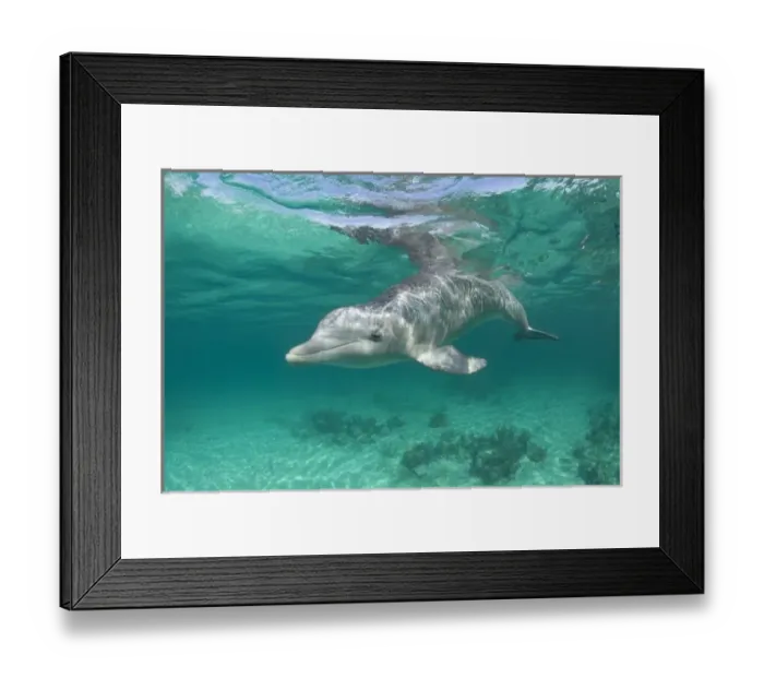 Framed Print : Bahamas, Grand Bahama Island, Freeport, Captive Bottlenose Dolphin (Tursiops truncatus) Framed Print : Bahamas, Grand Bahama Island, Freeport, Captive Bottlenose Dolphin (Tursiops truncatus)