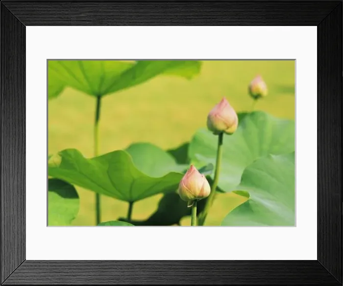 Framed Print : Asia, Thailand, Bangkok. Grand Palace, lotus blossoms Framed Print : Asia, Thailand, Bangkok. Grand Palace, lotus blossoms