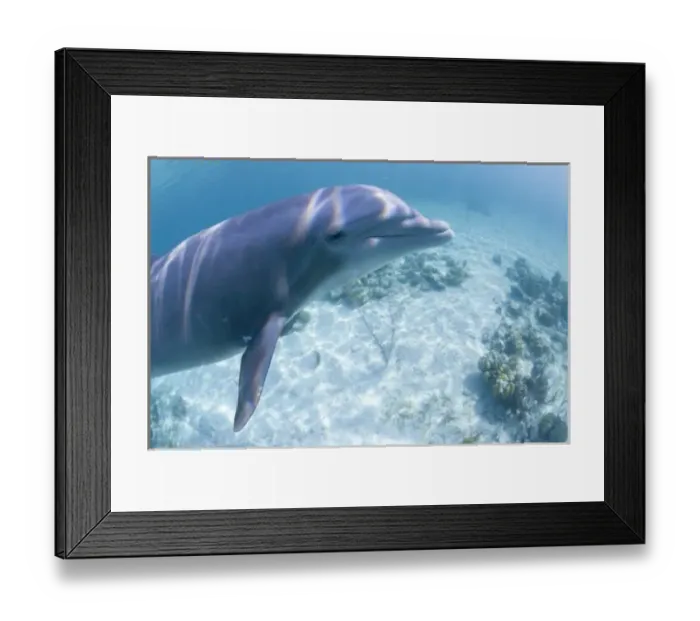 Framed Print : Bahamas, Grand Bahama Island, Freeport, Captive Bottlenose Dolphin (Tursiops truncatus) Framed Print : Bahamas, Grand Bahama Island, Freeport, Captive Bottlenose Dolphin (Tursiops truncatus)