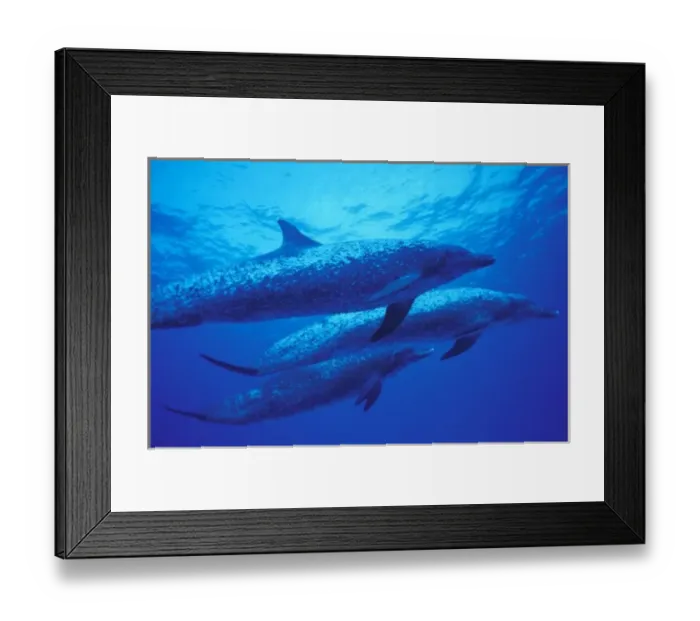 Framed Print : Bahamas, Spotted dophins Framed Print : Bahamas, Spotted dophins