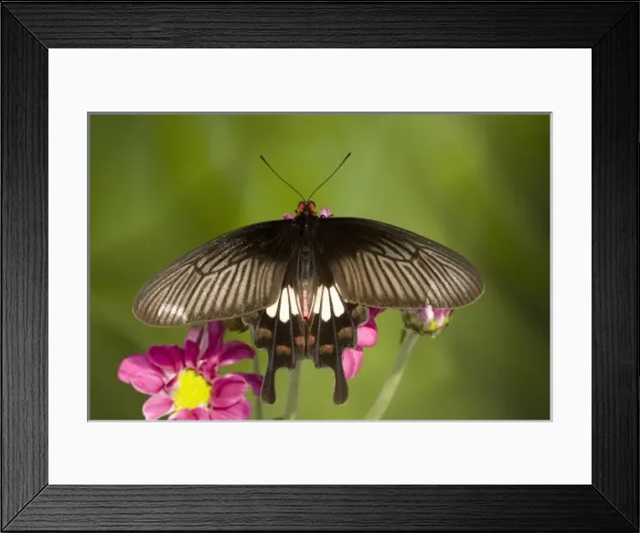 Framed Print : Asia, Thailand Framed Print : Asia, Thailand
