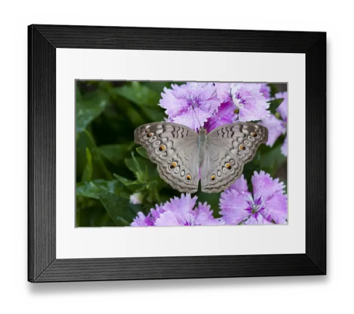 Framed Print : Thailand, Khon Kaen, grey Pansy (Junonia atlites atlites) Framed Print : Thailand, Khon Kaen, grey Pansy (Junonia atlites atlites)
