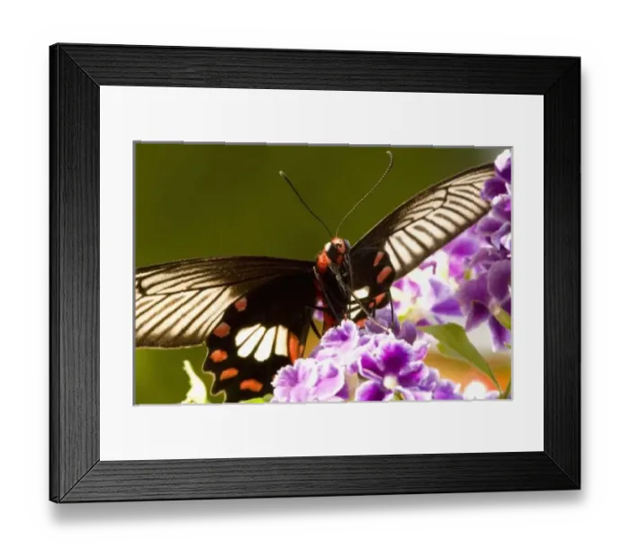 Framed Print : SE Asia, Thailand, Doi Inthanon, Papilio polytes romulus
