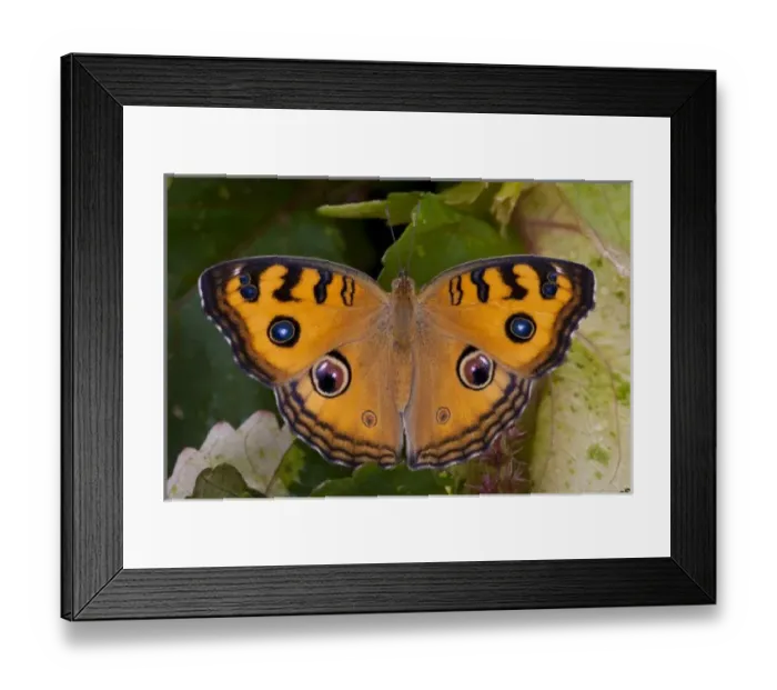 Framed Print : SE Asia, Thailand