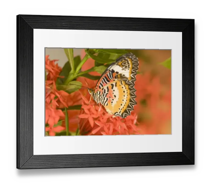 Framed Print : SE Asia, Thailand, Nam Nao National Park, The Leopard Lacewing (Cethosia methypsea)