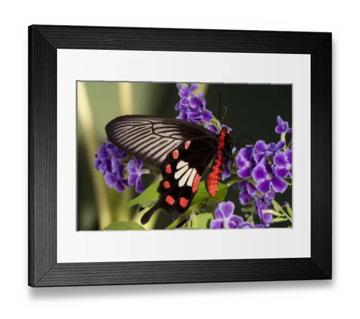 Framed Print : Asia, Thailand
