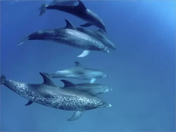 Atlantic spotted dolphins. Bimini, Bahamas