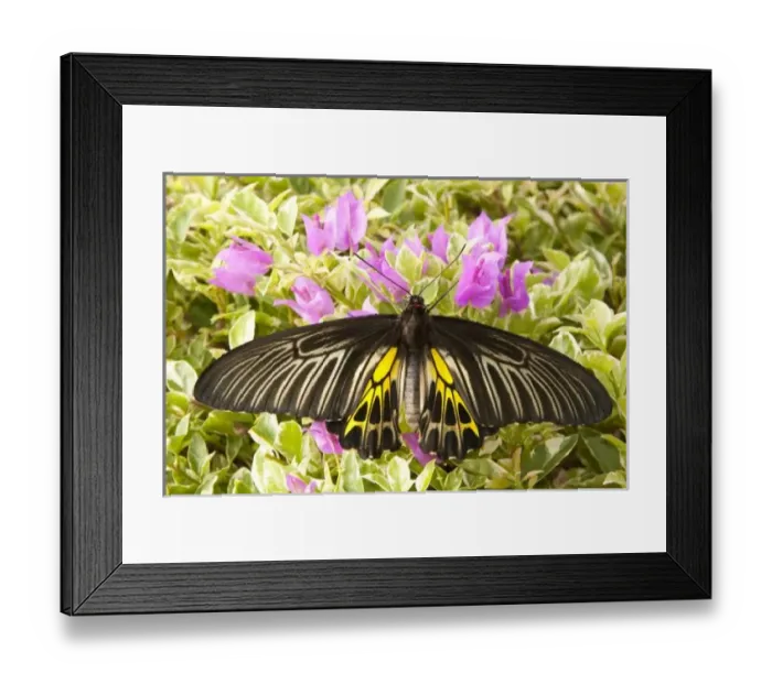 Framed Print : SE Asia, Thailand Framed Print : SE Asia, Thailand