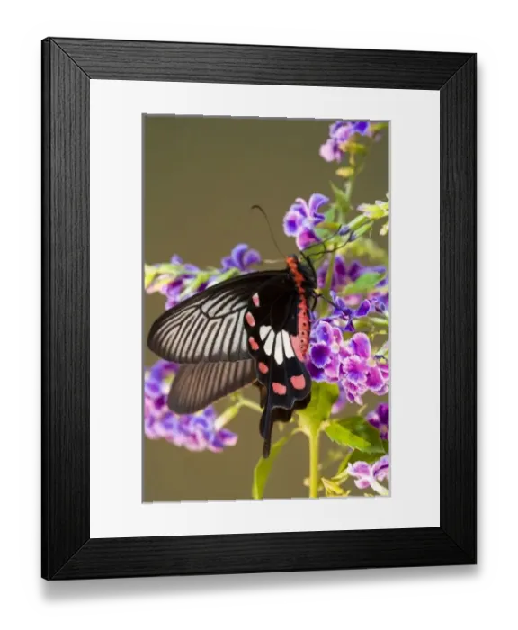 Framed Print : Asia, Thailand