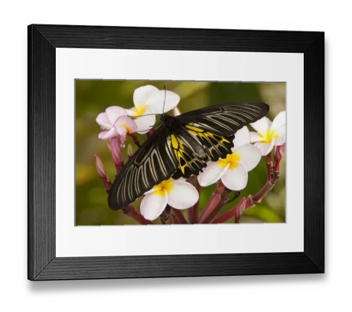 Framed Print : SE Asia, Thailand, Khon Kaen, The Golden Birdwing (Troides aeacus malaiianus) Framed Print : SE Asia, Thailand, Khon Kaen, The Golden Birdwing (Troides aeacus malaiianus)