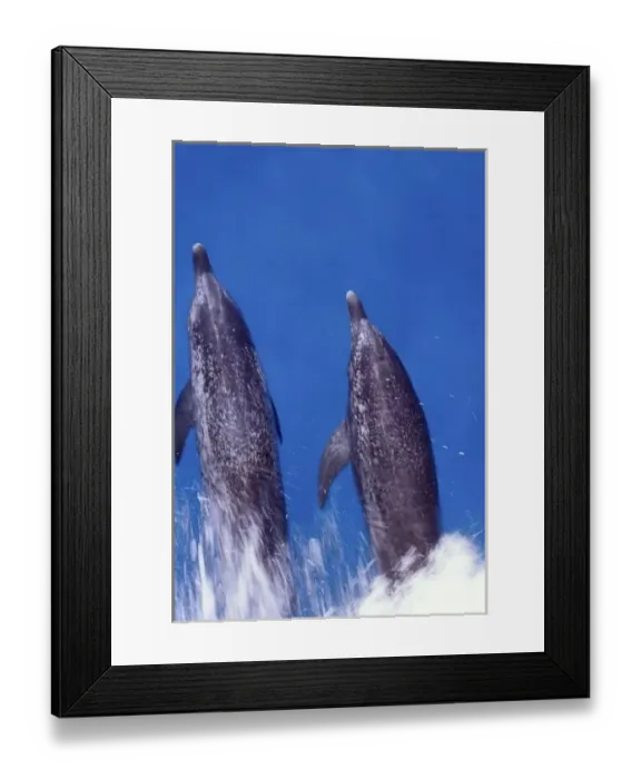 Framed Print : Atlantic spotted dolphins. Bimini, Bahamas Framed Print : Atlantic spotted dolphins. Bimini, Bahamas