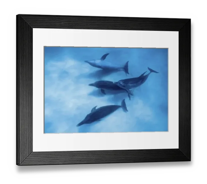 Framed Print : Atlantic spotted dolphins. Bimini, Bahamas Framed Print : Atlantic spotted dolphins. Bimini, Bahamas