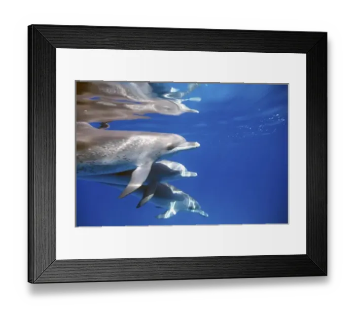 Framed Print : Atlantic spotted dolphins. Bimini, Bahamas Framed Print : Atlantic spotted dolphins. Bimini, Bahamas