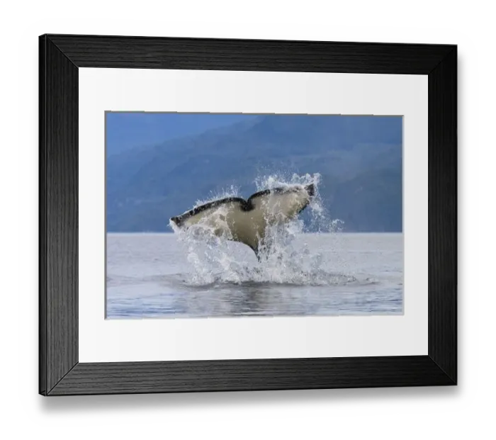 Framed Print : Canada, British Columbia, Vancouver Island, Johnstone Strait. Orca Whale (killer Framed Print : Canada, British Columbia, Vancouver Island, Johnstone Strait. Orca Whale (killer