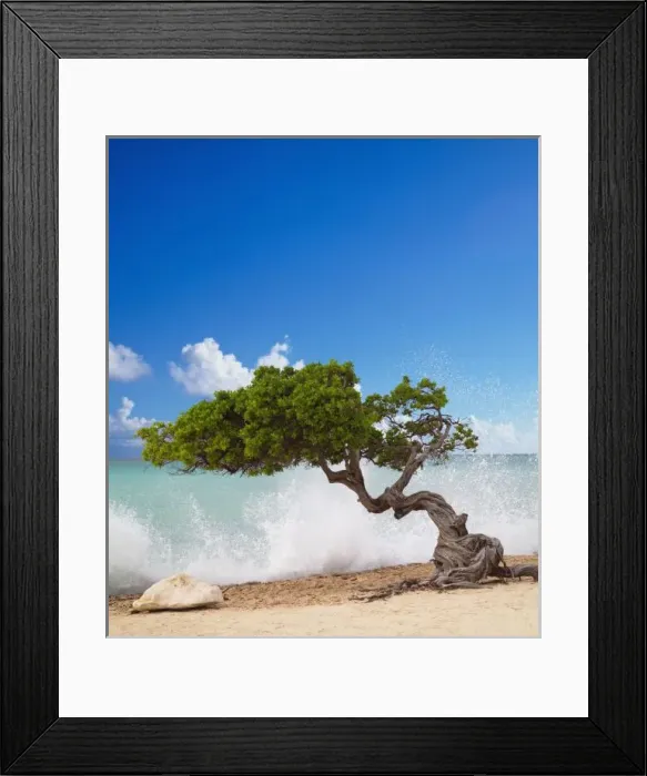 Framed Print : Divi Divi Tree, Eagle Beach, Aruba, Caribbean Framed Print : Divi Divi Tree, Eagle Beach, Aruba, Caribbean