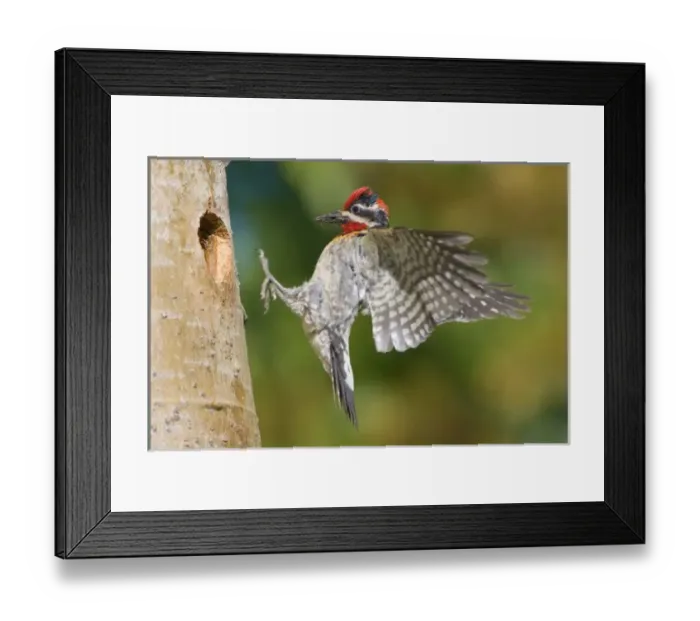 Framed Print : Canada, British Columbia Framed Print : Canada, British Columbia