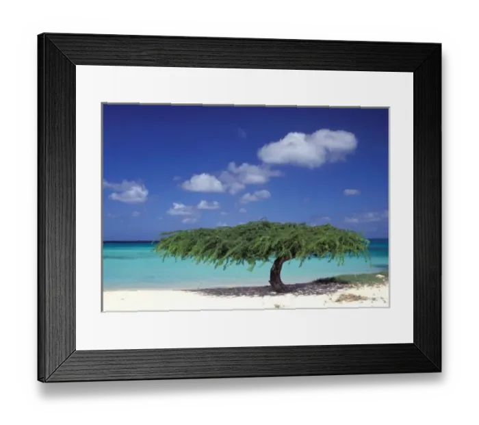 Framed Print : Caribbean, Aruba. Eagle Beach Framed Print : Caribbean, Aruba. Eagle Beach