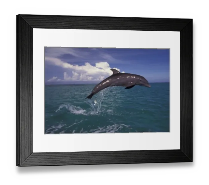 Framed Print : Caribbean, Bottlenose dolphin (Tursiops truncatus)