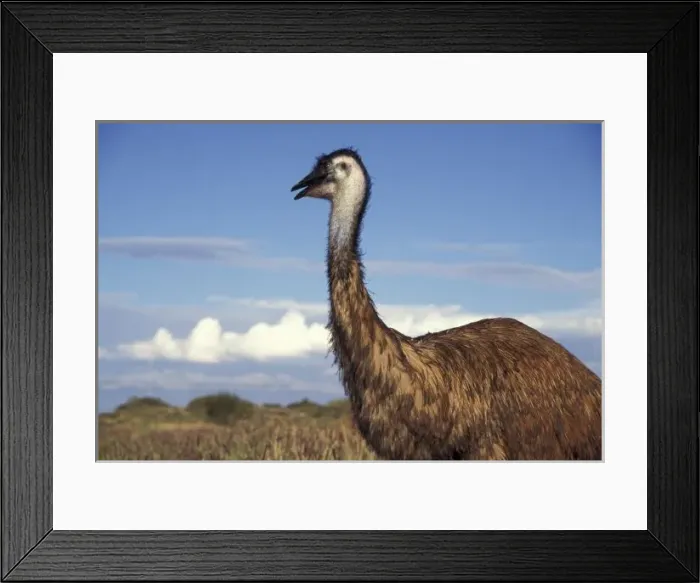Framed Print : Australia, Western Australia. Emu (Dromaius novaebollandiae), flightless bird Framed Print : Australia, Western Australia. Emu (Dromaius novaebollandiae), flightless bird