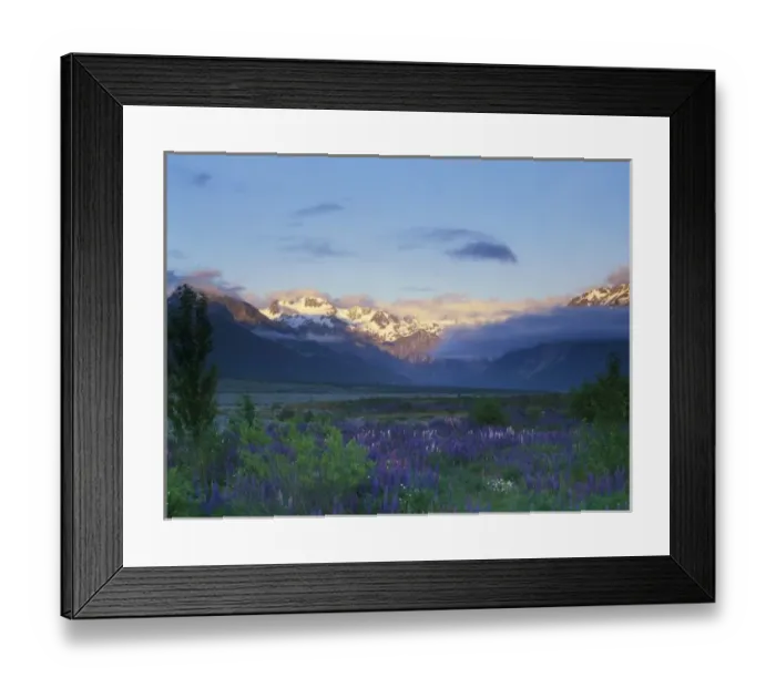 Framed Print : Lupine and the Main Divide, Arthurs Pass, South Island, New Zealand