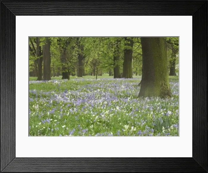 Framed Print : Bluebells and Oak Trees in Spring, Little Hagley Park, Christchurch, Canterbury, South Island