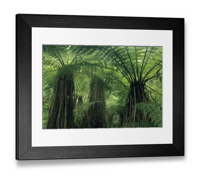 Framed Print : New Zealand, Hst Valley, Westland, Soft Tree Fern Forest, (Cyathea smithii)