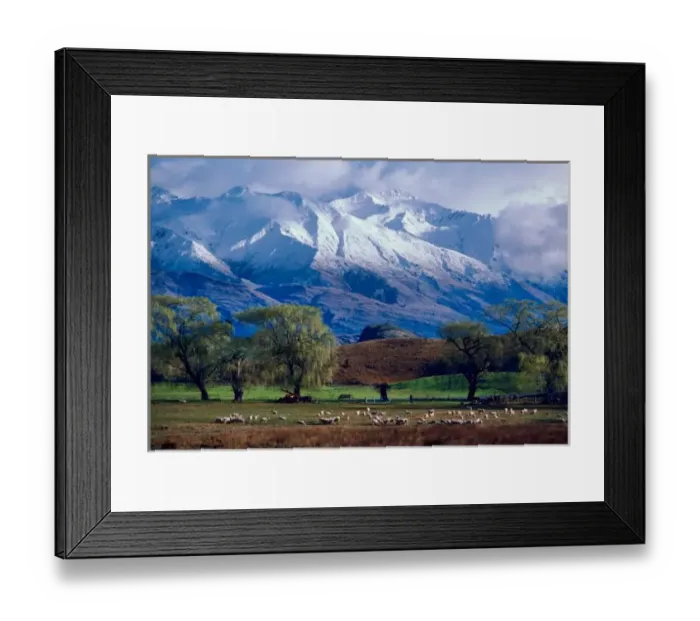 Framed Print : Sheep grazing below the snow-capped Harris Mountains in the Southern Alps near Framed Print : Sheep grazing below the snow-capped Harris Mountains in the Southern Alps near