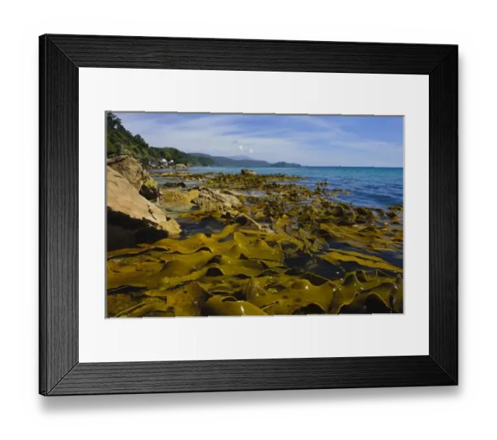 Framed Print : New Zealand, Southland, Stewart Island. Kelp beds along coast at Lee Bay