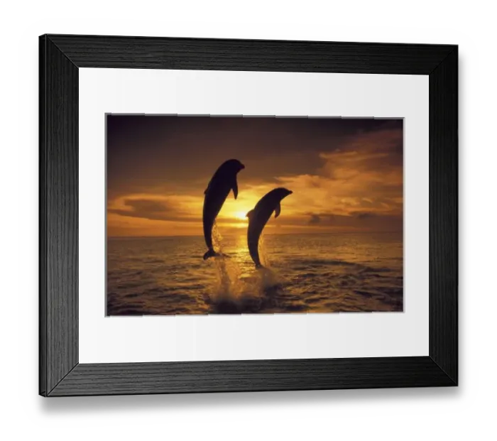 Framed Print : Caribbean, Bottlenose dolphins (Tursiops truncatus) Framed Print : Caribbean, Bottlenose dolphins (Tursiops truncatus)