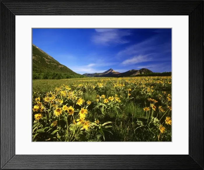 Framed Print : Arrowleaf balsomroot covers the praire with Galwey Mountain in background at Waterton Framed Print : Arrowleaf balsomroot covers the praire with Galwey Mountain in background at Waterton
