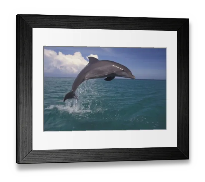 Framed Print : Caribbean, Bottlenose dolphin (Tursiops truncatus)