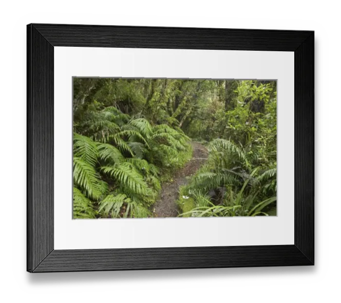 Framed Print : Walking Track to Dawson Falls, Mt Taranaki, Egmont National Park, Taranaki, North Island