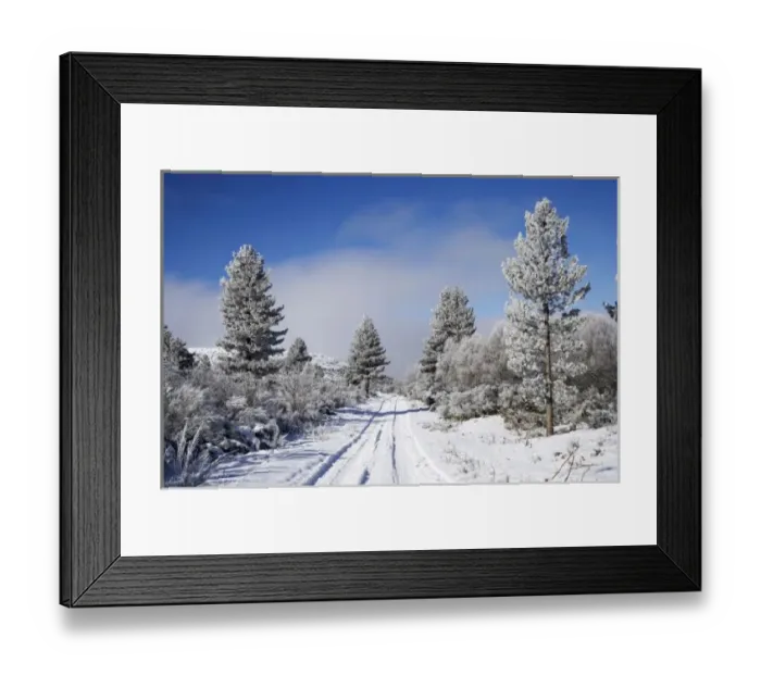 Framed Print : Snowy Track and Pine Trees, Cambrians, near St Bathans, Maniototo, South Island Framed Print : Snowy Track and Pine Trees, Cambrians, near St Bathans, Maniototo, South Island