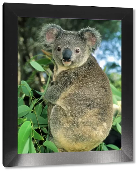 Koala, (Phascolarctos