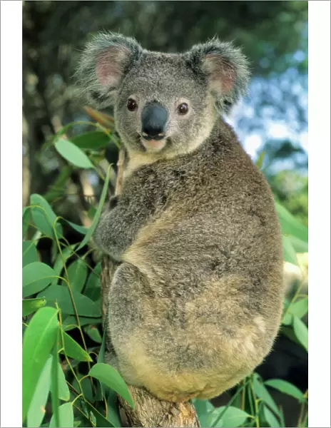 Koala, (Phascolarctos